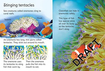 Coral Reefs - Kristie Pickersgill [KSIĄŻKA]