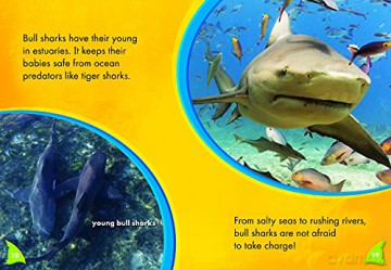 Bull Sharks - Rebecca Pettiford [KSIĄŻKA]
