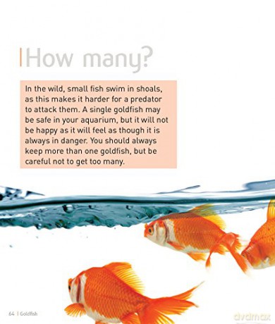 Goldfish [KSIĄŻKA]
