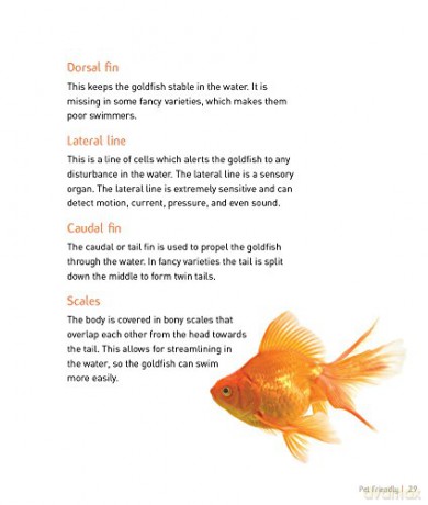 Goldfish [KSIĄŻKA]