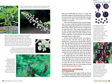 Edible Wild Plants - John Kallas [KSIĄŻKA]