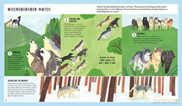 Grey Wolf Young Zoologist - Brenna J Cassidy [KSIĄŻKA]