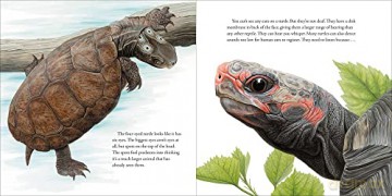 Book Of Turtles Hb - Montgomery Sy [KSIĄŻKA]