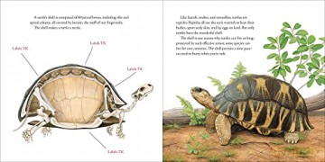 Book Of Turtles Hb - Montgomery Sy [KSIĄŻKA]