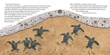 Book Of Turtles Hb - Montgomery Sy [KSIĄŻKA]