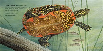 Book Of Turtles Hb - Montgomery Sy [KSIĄŻKA]