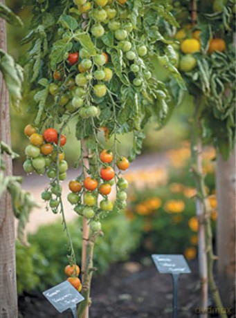 Botany Of The Kitchen Garden - Helena Dove [KSIĄŻKA]