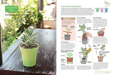 Beginners Guide To Succulent Gardening - Taku Furuya [KSIĄŻKA]
