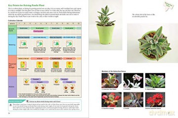 Beginners Guide To Succulent Gardening - Taku Furuya [KSIĄŻKA]