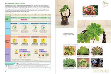 Beginners Guide To Succulent Gardening - Taku Furuya [KSIĄŻKA]