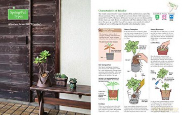 Beginners Guide To Succulent Gardening - Taku Furuya [KSIĄŻKA]