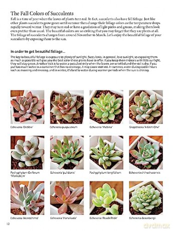 Field Guide To Succulents - Misa Matsuyama [KSIĄŻKA]