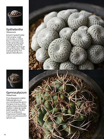 Field Guide To Succulents - Misa Matsuyama [KSIĄŻKA]