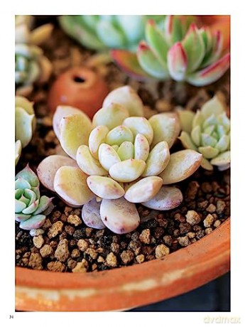 Field Guide To Succulents - Misa Matsuyama [KSIĄŻKA]