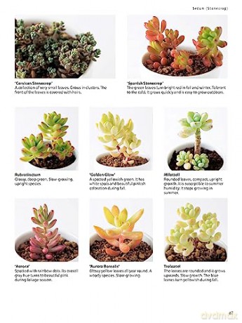 Field Guide To Succulents - Misa Matsuyama [KSIĄŻKA]