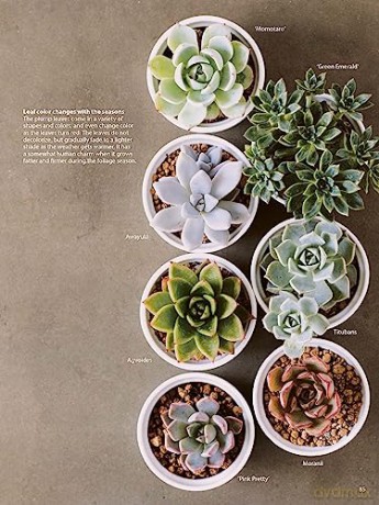Field Guide To Succulents - Misa Matsuyama [KSIĄŻKA]