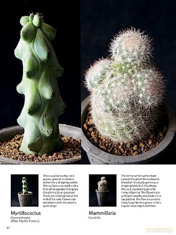 Field Guide To Succulents - Misa Matsuyama [KSIĄŻKA]