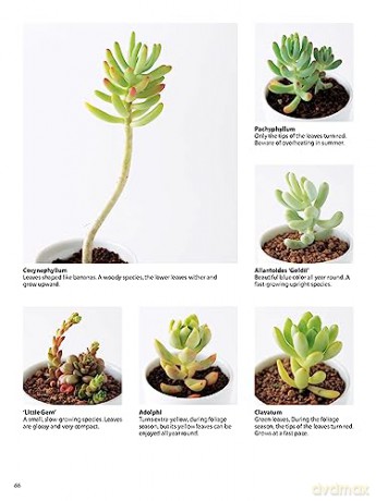 Field Guide To Succulents - Misa Matsuyama [KSIĄŻKA]