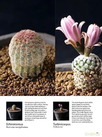 Field Guide To Succulents - Misa Matsuyama [KSIĄŻKA]