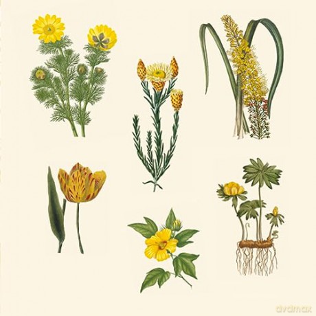 Botanical Art To Cut Out & Collage - Royal Botanic Garden [KSIĄŻKA]