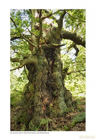 Ancient Woods Trees And Forests - Alper Colak [KSIĄŻKA]