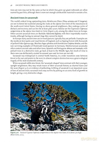 Ancient Woods Trees And Forests - Alper Colak [KSIĄŻKA]