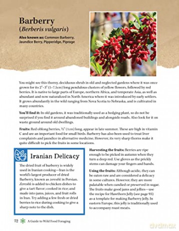 Guide To Wild Food Foraging - David Squire [KSIĄŻKA]