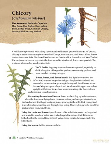 Guide To Wild Food Foraging - David Squire [KSIĄŻKA]