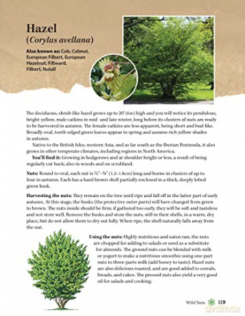 Guide To Wild Food Foraging - David Squire [KSIĄŻKA]