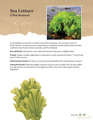 Guide To Wild Food Foraging - David Squire [KSIĄŻKA]