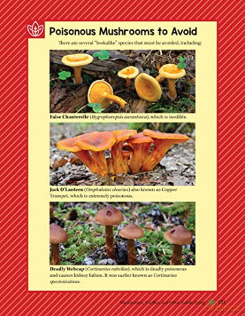 Guide To Wild Food Foraging - David Squire [KSIĄŻKA]