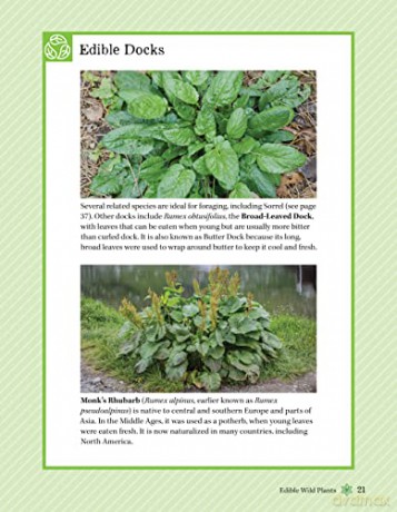 Guide To Wild Food Foraging - David Squire [KSIĄŻKA]