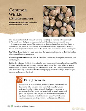 Guide To Wild Food Foraging - David Squire [KSIĄŻKA]