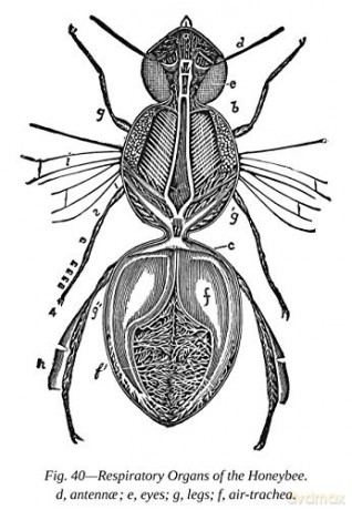 First Lessons In Beekeeping - Camille Dadant [KSIĄŻKA]