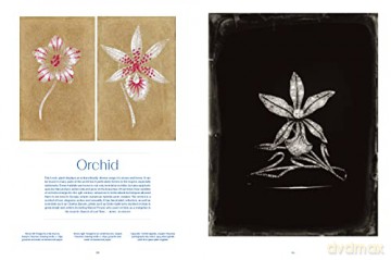 Chaumet Drawing From Nature - Gaelle Rio [KSIĄŻKA]