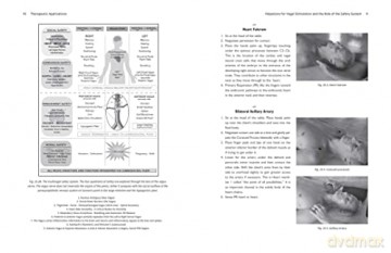 Biodynamics Of The Immune System - Michael J Shea [KSIĄŻKA]