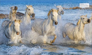 Horse Encyclopedia - Elwyn H Edwards [KSIĄŻKA]