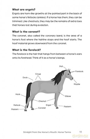 Big Book Of Horse Trivia For Kids - Bernadette Johnson [KSIĄŻKA]