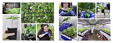 American Cannabis Story An - David Goodman [KSIĄŻKA]