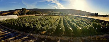 American Cannabis Story An - David Goodman [KSIĄŻKA]