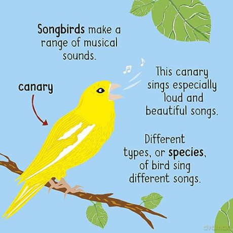 50 Words About Nature Birds - Tara Pegley-Stanger [KSIĄŻKA]