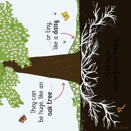 50 Words About Nature Plants - Tara Pegley-Stanger [KSIĄŻKA]