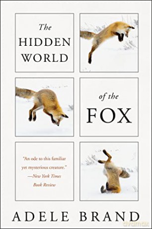 The Hidden World Of Fox - Adele Brand [KSIĄŻKA]