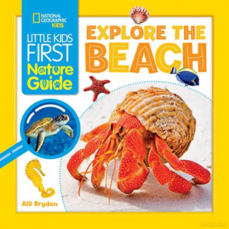 Explore The Beach - Alli Brydon [KSIĄŻKA]