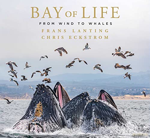 Bay Of Life - Frans Lanting [KSIĄŻKA]