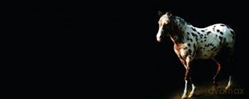 Horse Whisperings - Bob Tabor [KSIĄŻKA]