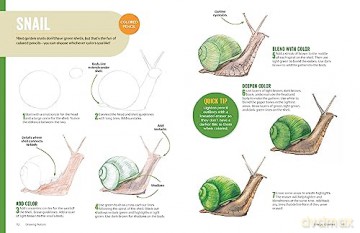Drawing Nature - Catherine V. Holmes [KSIĄŻKA]