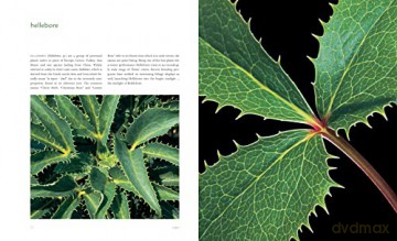 Extraordinary Leaves - Dennis Schrader [KSIĄŻKA]