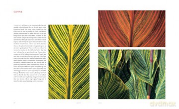 Extraordinary Leaves - Dennis Schrader [KSIĄŻKA]