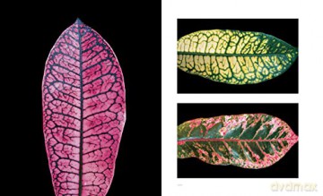Extraordinary Leaves - Dennis Schrader [KSIĄŻKA]
